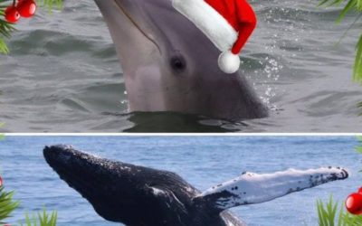 Spend the holiday season creating family memories with a whale and dolphin watch! We are sailing during December and January dep…