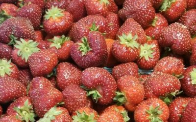 Our much sought after STRAWBERRY HONEY is in the works. Please keep an eye on this page for updates and availability. 
#capemayh…