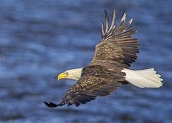 Saturday, October 9th was a great day for bald eagles!  We even saw an eagle steal a fish from an osprey!  A second later, a  bi…