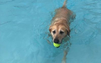 **DATE CHANGE!** Due to tomorrow’s weather forecast, Doggie Dip at the Pool has been postponed until next Saturday, October 16. …