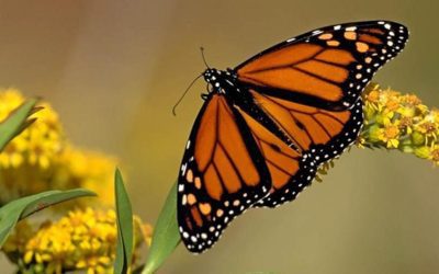 We have just opened up registration for our new Gardening for Wildlife webinar series which begins March 1st, 2022

Looking for …