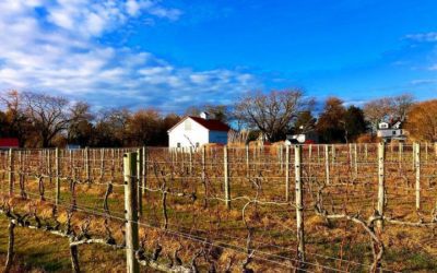 A beautiful day at our Isaac Smith Vineyard!⁣
⁣
⁣
⁣
⁣
⁣
#vines #vineyard #barn #farm #agriculture #wine #grapes #winery #capemay…