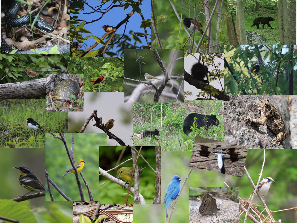 NJ Audubon Monitoring Young Forest Treatment Areas | New Jersey Audubon