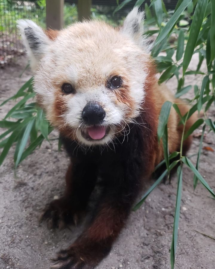 Happy Red Panda Day! 🎉 Red pandas are a unique species with their very ...