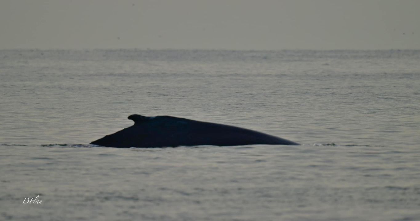 Whales have been spotted off Cape May Point State Park! thanks to