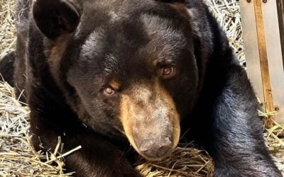 Please excuse us… we slept in this morning… 😴Cody the black bear, and his sister Roxy, don't fully hibernate in the winter…