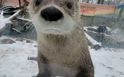 Who loves SNOW? 🙋‍♀️❄️🙋‍♂️Mork the otter sure does!  We will be closing the Park and Zoo early at 2pm today.  Want to see phot…