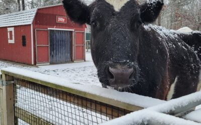 Happy Snow Day! ❄️The Park and Zoo are open today, but some areas may be closed due to the snow.  *UPDATE: The Park and Zoo w…