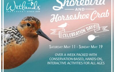 In just over three weeks, we kick off our Shorebird and Horseshoe Crab Celebration Days! From May 11-19, join us for a week of e…