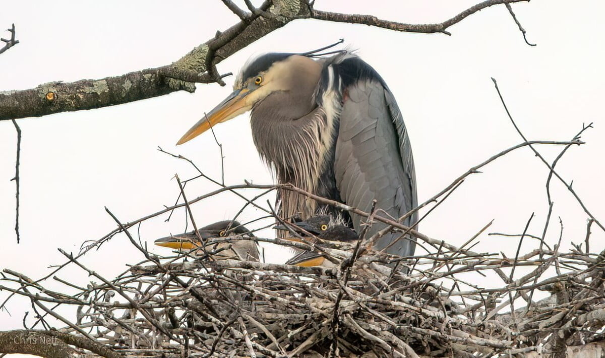 NJ Audubon's World Series of Birding is still active across New Jersey | Things to Do in Cape May NJ