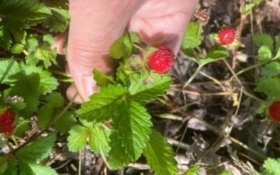 Mock Strawberry is one of the prettiest weeds we find here at Cape May Point State Park