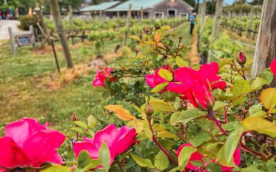 Sip, savor, and soak up the beauty of our vineyard as you enjoy a glass of our finest wine