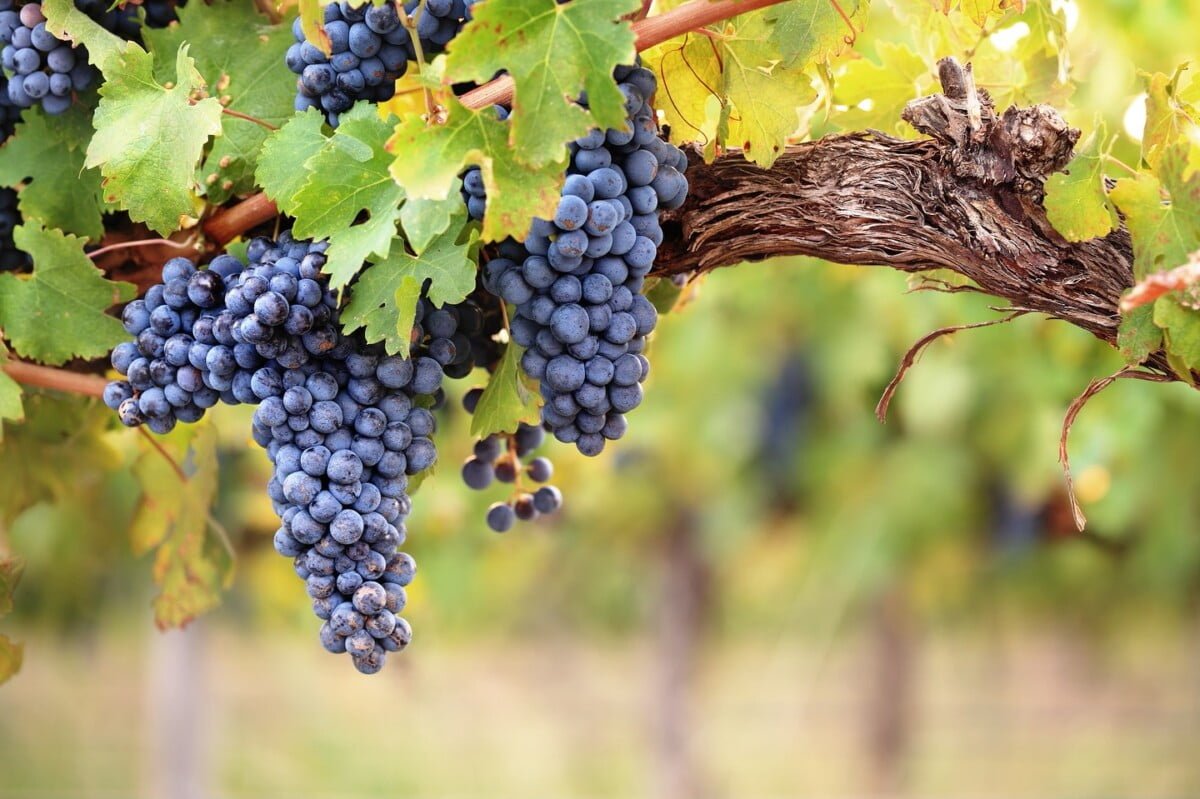 Looking for a unique way to spend an afternoon? Hawk Haven Winery, just up the road from The Harrison, offers wine tours, live concerts, and of course...excellent, local wine! Learn more at www.HawkHavenVineyard.com