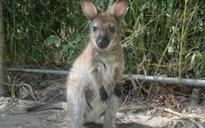 G'day! Do you remember the videos we posted of the tiny wallaby joey in mum's pouch?