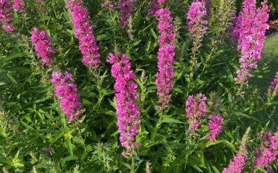 PURPLE LOOSESTRIFE, A highly invasive plant, Is still found in gardens everywhere in Cape May, despite years of bad publicity