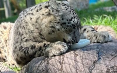 What's your favorite popsicle flavor?🍧 Maliha, the snow leopard, prefers hers made of goat milk!