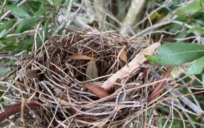 Found this cute little bird nest when trimming trail on Friday