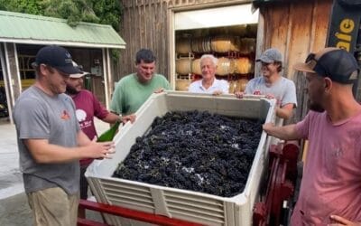 Discover What's New This August at Cape May Winery!