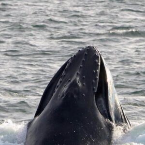 | Things to Do in Cape May NJ